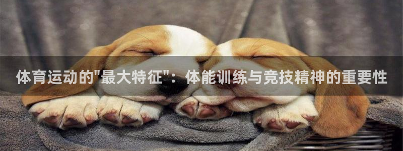 速球体育app